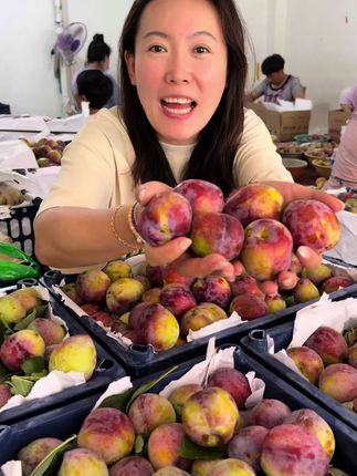 现摘现发东北干碗吉盛李子