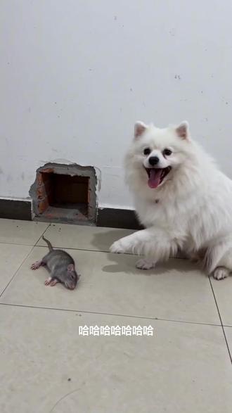 #AI屁熏老鼠趣事 #随变ai随便玩