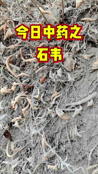 石韦 有人也叫它“肾精草”,知道它具体功效的,评论区可以聊一聊#石韦 #嗷嗷叫 #野生草药 #中药材 #中医传承