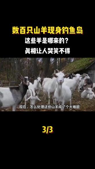 数百只山羊现身钓鱼岛,这些羊是哪来的?真相让人哭笑不得