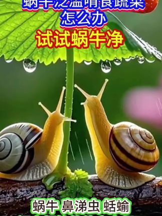 蜗牛净#蜗牛专用#蜗牛防治小妙招 #三农种植 #在抖音入手的好东西