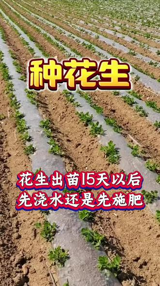 花生出苗15天以后,是先浇水还是先追肥?#花生种植 #花生高产 #种花生 #花生高产种植 #花生种植管理技术