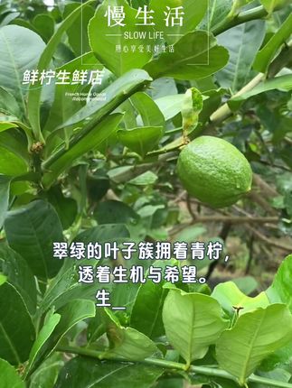 #广东香水柠檬#新鲜采摘果园直发#新农人计划2025