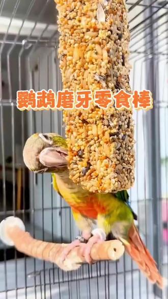 【奇妙妙】虎皮牡丹鹦鹉零食啃咬训练奖励饲料磨牙棒鸟食用玩具#萌宠推荐官 #鹦鹉 #鹦鹉零食棒 #鹦鹉磨牙棒