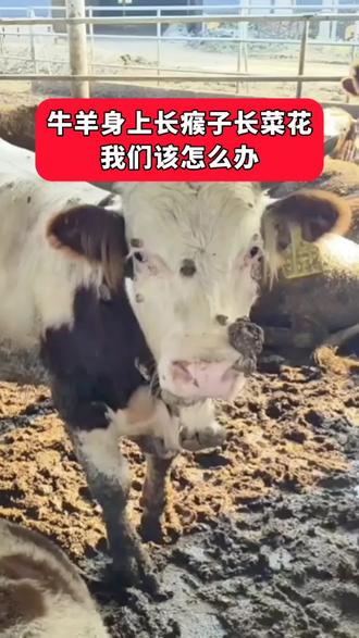 牛羊身上长瘊子长菜花 我们该怎么办 #养牛 #养牛人 #农村养牛 #牛长瘊子 #牛菜花瘤