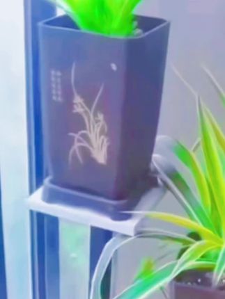 #家庭养花 #兰花种植 #花盆