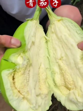 当季新鲜青皮茄子河南周口鲜茄子农家种植新鲜采摘3斤装5斤装#青茄子#茄子#现摘现发 #家常菜#