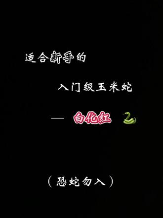 白化红玉米蛇哦#宠物蛇 #爬宠 #玉米蛇