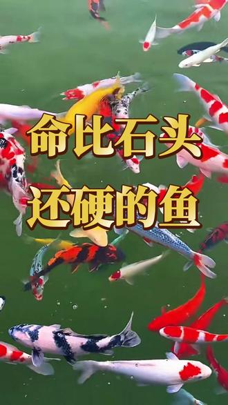 命比石头还硬的鱼 #观赏鱼 #新手养鱼 #养鱼日记 #养鱼养心
