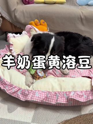 毛孩子爱吃的羊奶蛋黄溶豆,0添加毛孩子吃的放心#狗零食 #宠物零食 #狗狗零食推荐 #新手养狗 #萌宠出道计划