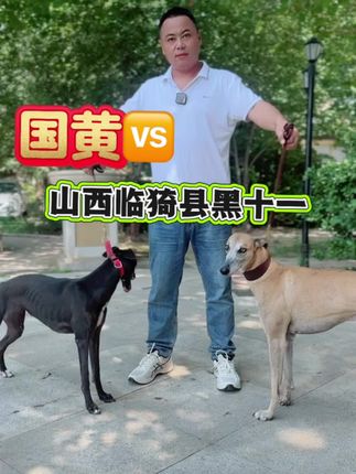 中国顶级赛犬国黄 肩高:63公分 父亲:(四川林峰犬舍 太和狸子) 国黄是太和狸子最优秀的儿子之一 智商高 射箭猛,叼口好。实力与颜值并存,也是挣狗喜最多,跑大注最多的一条顶级赛犬,服役期间走遍全国各地,一条狗战一面随便上狗打接力,耐力无敌连跑二三十下,国黄的实力得到了全国各地大玩家的认可,现在他的后代练活就有加速与射箭,都有智商是靠大脑干活的选手,欢迎各位老板来选用中国顶级赛犬国黄🤝🤝🤝 #中国顶级赛犬国黄 #中国顶级种公国黄 #山东王鹏赛犬俱乐部