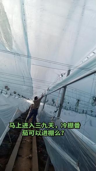 进进入一年中最冷的时候了,三九四九冰上走!冷棚番茄想提前定植的,一定要慎重考虑!我是不建议的!别看这时候太阳好,温度不低,那只是暂时的!#新农人计划 #优质农产品 #三农种植 #新农人创业 #种植大棚