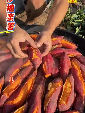 又到一年收获季,今年新鲜现挖沙地蜜薯,又糯又甜,无筋无丝。煮着吃口软糯香甜,烤着吃流油流蜜汁,大人小孩都喜欢吃#沙地蜜薯 #哇又便宜又好吃 #谁懂这一口的好吃程度 #粗粮 #农产品
