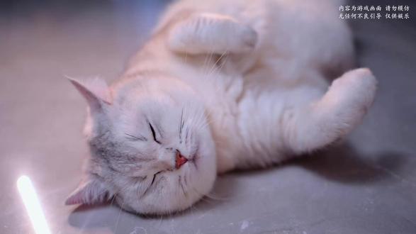 #萌宠嘉年华 #抖音热点 #萌宠