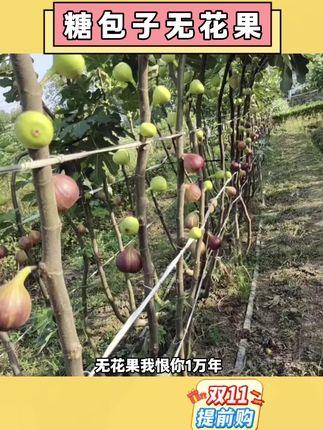 新鲜采摘,颗颗流蜜#好吃到停不下来 #女生必备 #无花果 #强烈推荐 #农产品