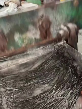 这个日晒海带丝太好吃啦,抓上一把就可以泡发满满一大盘,平时弄个凉拌海带丝,软软辣辣的很好吃!#干海带丝 #海带丝 #凉拌海带丝 #海带 #凉拌海带丝家常做法