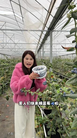 想实现蓝莓🫐自由的赶紧来咯,又大又甜#蓝莓 #蓝莓采摘 #蓝莓熟了 #抖来抖去#采摘