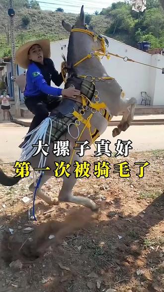 驯服骡子助农忙马背民族展英姿!