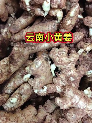 #小黄姜#云南小黄姜 姜味浓郁,可吃可种#优质农产品 #种姜#三农