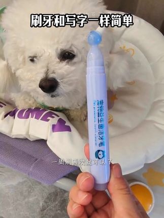 牙刷牙膏一体超方便#萌宠好物 #比熊 #新手养狗 #狗狗