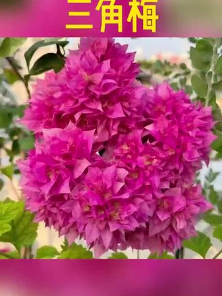 如果你喜欢养花,又不知道养什么花,那就养一盆重瓣三角梅吧!它开花像牡丹一样雍容华贵,而且花量大、花期长,温度合适,一年四季都能开花。关键是它非常好养,把土换成营养土,浇浇水就能存活,晒晒太阳就能开花。现在点击下方链接就能买到哦!#爱生活爱养花 #真的好好看 #绿植园艺 #好看的花一定要分享给大家欣赏 #花开永不败