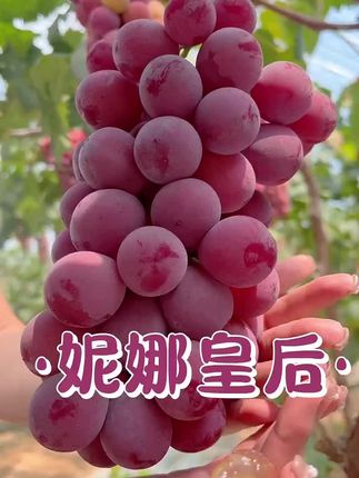 【顺丰包邮】妮娜皇后妮娜公主葡萄孕妇新鲜水果葡萄无籽红提脆甜#果园实用技术 #家庭园艺 #养花通用型肥料 #水果分享 #种植小技巧
