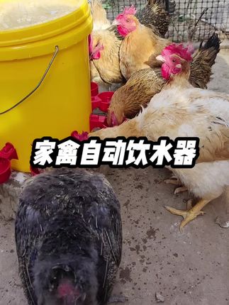 夏天家禽饮水需求量大,抓紧安排一个自动喂水器吧#养鸡 #养殖 #家禽饮水