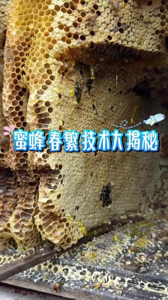 养蜂新手必看!春季蜂群繁殖全攻略 #养蜂技术分享 #养蜂日记 #蜜蜂养殖 #中蜂养殖 #蜜蜂养殖技术