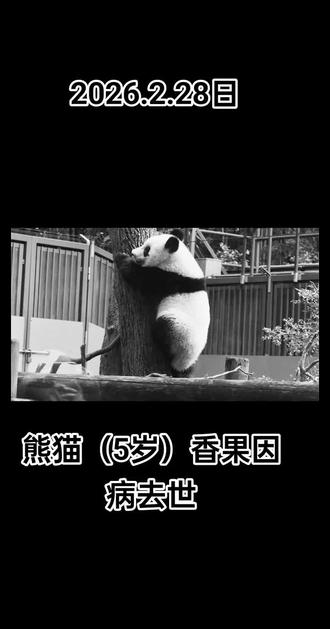 长亭外,古道边,芳草碧连天。香果宝贝,一路走好✨ 潘达星没有病痛,只有吃不完的嫩竹。#大熊猫香果 #送别 痛惜!杭州野生动物世界的大熊猫伴伴(半半)于2026年2月9日离世,享年9岁(2016年10月4日生于上海野生动物园)。经官方尸检确认,伴伴因患肠梗阻(大熊猫消化道急腹症,致死率60%)引发多器官大熊猫伴伴(半半) 去世时间:2026年2月9日(不是2000年)。
📍 生前在杭州野生动物世界。
📅 生卒:2016.10.04—2026.02.09,享年9岁。
💔 病因:肠梗阻(大熊猫高危消化道急腹症,致死率60%)引发多器官衰竭,全力抢救无效离世 。功能衰竭,经全力救治仍未能挽回生命。愿伴伴在潘达星无病痛,永远快乐🕯️