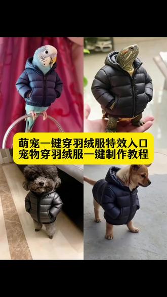 ai萌宠一键穿羽绒服特效教程来了 ai萌宠一键穿羽绒服特效 ai萌宠一键穿羽绒服的特效制作步骤 ai萌宠一键换装 ai萌宠穿羽绒服怎么做 ai萌宠一键穿羽绒服 ai萌宠一键穿羽绒服制作教程 给动物穿羽绒服特效教程 ai萌宠电子换装拍同款 萌宠一键穿羽绒服入口 萌宠一键换装怎么制作 萌宠穿羽绒服的视频 萌宠一键穿羽绒服ai特效 萌宠ai特效一键生成拍同款 萌宠ai特效一键生成入口 萌宠特效ai一键生成 萌宠ai特效制作 天冷了给家里小动物穿件羽绒服教程 天冷了给家里小动物穿件羽绒服剪映教程 天冷了给家里小动物穿件羽绒服ai特效教程 ai萌宠穿羽绒服特效教程 萌宠穿羽绒服ai特效教程 萌宠穿羽绒服照片 萌宠穿羽绒服ai特效软件 给宠物毛孩穿羽绒服ai特效教程 一键解锁ai萌宠冬日穿搭教程 给宠物穿上羽绒服特效 给宠物穿衣服特效 给宠物用的特效在哪里 萌宠一键穿羽绒服入口 宠物穿羽绒服ai 宠物穿羽绒服ai指令 宠物穿羽绒服ai教程 宠物穿羽绒服ai图片 宠物穿羽绒服ai指令教程 狗狗穿羽绒服ai制作 狗狗穿羽绒服ai制作天冷了 狗狗穿羽绒服搞笑 宠物穿衣服ai指令 AI萌宠一键穿羽绒服特效教程来了~AI萌宠一键穿羽绒服 ai萌宠穿羽绒服 #即梦ai #小狗羽绒服 #天冷了给家里小动物穿件羽绒服 #ai萌宠一键穿羽绒服 #狗狗冬季羽绒服 宠物狗保暖外套