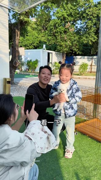 当粉丝来现场看,喜欢小博美,广州博美广州博美推荐广州博美哪里买广州博美推荐广州正规犬舍#萌宠推荐官 #博美 #广州买狗#广州狗场#vlog十亿流量扶持计划