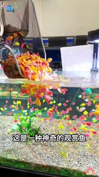 梦幻精灵来啦 1. ✨梦幻精灵入驻你的水族箱!✨
七彩天使鱼自带天然滤镜,渐变蓝紫、流金橘粉在水中轻盈舒展,每一帧游动都是治愈系视觉盛宴!无需特效,就能承包你的桌面“小宇宙”~新手友好易饲养,点亮生活仪式感,速来把彩虹养进家里!
2. 🔥高颜值顶流登场!七彩天使鱼=活体艺术品
流线身姿自带柔光,斑斓体色随光影变幻,仿佛水中绽放的液态宝石!互动性拉满,灵动穿梭超解压~专属造景搭配,分分钟打造ins风生态缸,让朋友圈点赞狂潮来得更猛烈些!
3. 💫解锁养鱼新体验!七彩天使鱼承包全年治愈力
告别单调水族箱!从蜜桃粉到星辰蓝,7种神仙配色随心选~低维护高观赏性,24小时营业的“水中芭蕾”,疲惫时刻看一眼,烦恼全被温柔化解!新手秒变养鱼达人,速抢限定款!#养鱼日记 #七彩天使鱼 #天使鱼 #养鱼养心 #观赏鱼