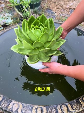 立秋之后抓紧给你的多肉喷一喷,多肉才能健康少生病,家里的花卉绿植都可以使用#多肉养护 #花卉绿植 #多肉植物 #多肉植物养护  #创作灵感