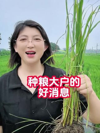 种粮大户的好消息来了 #铁砂掌 #除草剂 #水稻种植 #三农#新农人计划2025