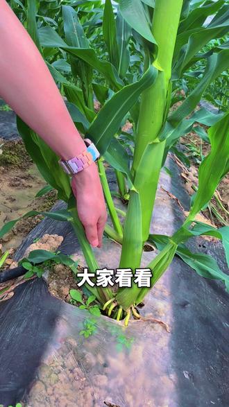还在烦恼种植的玉米多穗情况怎么办吗 #玉米管理几个关键时候 #玉米 #三农 #新农人 #粒粒优选