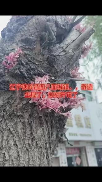 柳树开花、见者发财!!! #柳树开花
#人见人发财