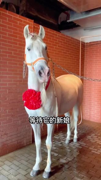 尼寇的新娘会是谁#马匹日常护理