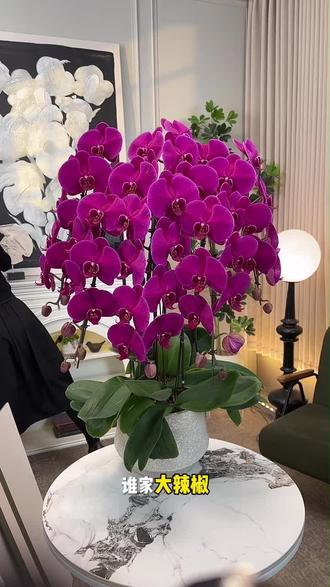 4年培育的绝美紫蝴蝶兰来啦 展示4年培育的紫蝴蝶兰,对比优势,邀你体验高品质花卉