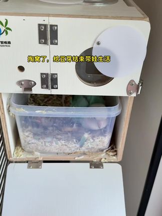 小鸡只护窝,不护崽,甚至早就盼着掏走不用它们喂了😅#鹦鹉繁殖箱 #鹦鹉繁殖 #鹦鹉护窝 #鹦鹉掏窝