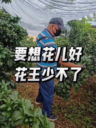 #熊猫修剪创始人周刚#熊猫阿宝#熊猫修剪法#三农流量扶持计划