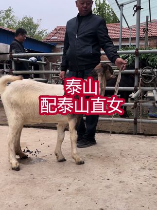 近日很多泰山后代马上到了配种年龄,很多羊友发愁,该配哪只公羊,今天河南大咖郭总给出了选择,再找泰山配回血,血更纯将会孕育出更加优秀的后代 #白沙特 #配种站 #黑头沙特羊 #明明牧业