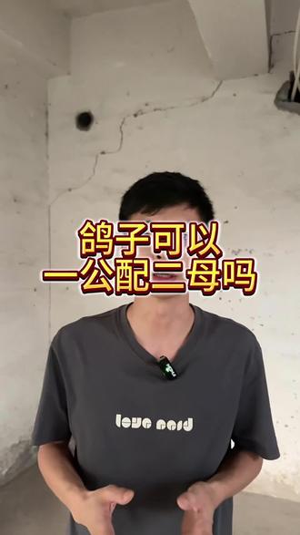 一公两母可以配吗#养鸽子#肉鸽#养鸽人#养鸽技术