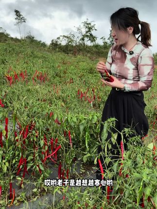 叫我栽辣椒的几姨妈几姨爹些,现在辣椒成熟了请你们快给我想办法了处理了#贵州辣椒#红辣椒 #辣椒