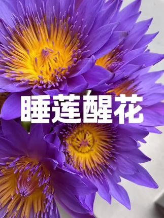 都说爱人如养花,原来是这个意思 #睡莲 #醒花教程 #鲜花 #切花 #睡莲开花非常好看漂亮