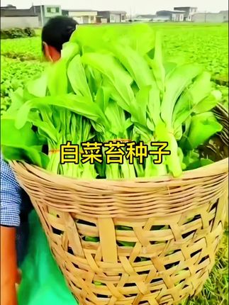 #白菜苔 7月8月正式种白菜苔,#蔬菜种子 20天开始采收,一茬一茬吃不完,凉拌、炒菜、涮锅,都好吃! #白菜苔种子#速生白菜苔种子