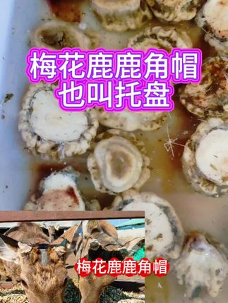 正宗的梅花鹿鹿角帽。清洗干净打粉。原装原货自产自销。都是自己家养殖的。