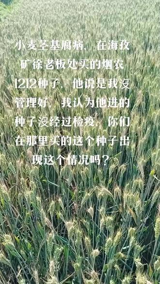 你们在海孜矿菜市街徐老板那里买的这个种子有这种情况吗?烟农1212,我自己留的没有这个病,唯独在海孜矿买的这6亩地生病了,万幸沒全买,真是害人不浅,可恶🙄🙄🙄