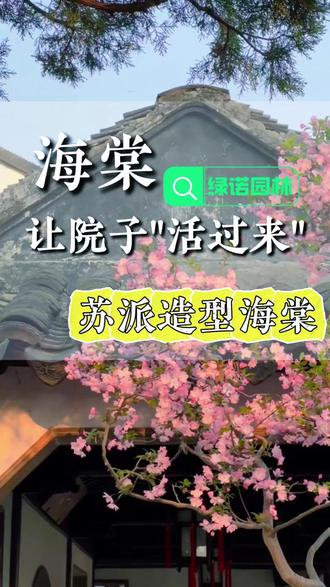 如果让庭院“活起来”!#苏派造型海棠#苏派垂丝海棠#垂丝海棠#庭院景观#别墅庭院植物