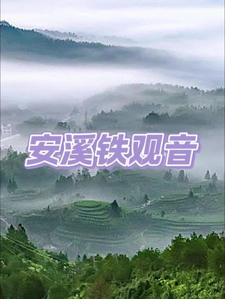 #安溪铁观音 #铁观音 #铁观音茶叶