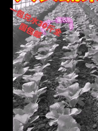 2蔬菜中转方案,只打草不生作物。